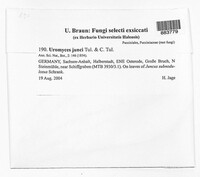 Uromyces junci image